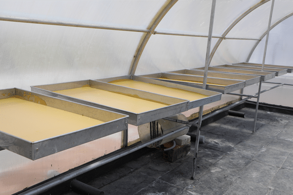 Cotton Seed Milk Powder gallery photo 2
