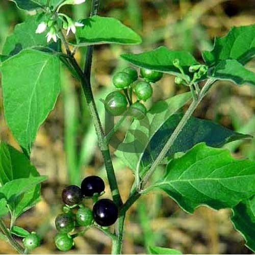 Mana Thakkali (black nightshade) plant with berries and leaves