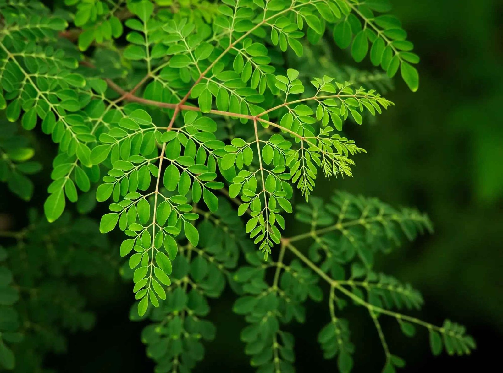 Fresh moringa leaves on the branch, used for Socio Care dehydrated moringa leaves
